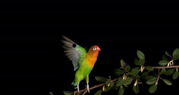 Fischer's Lovebird, agapornis fischeri, Adult standing on Branch, taking off, in flight