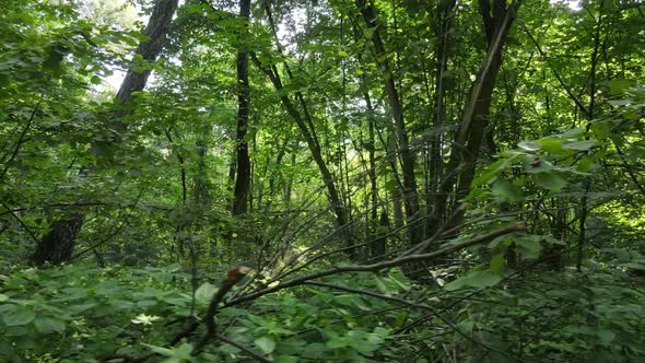 Forest with Trees on a Summer Day Slow Motion