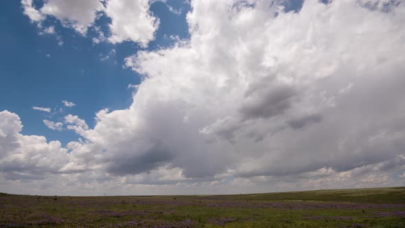 Storm clouds moving over field of purple flowers in New Mexico