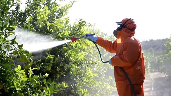 Man spraying toxic pesticides, pesticide, insecticides on fruit lemon growing plantation