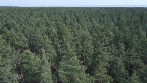 Green Pine Forest By Day Aerial View