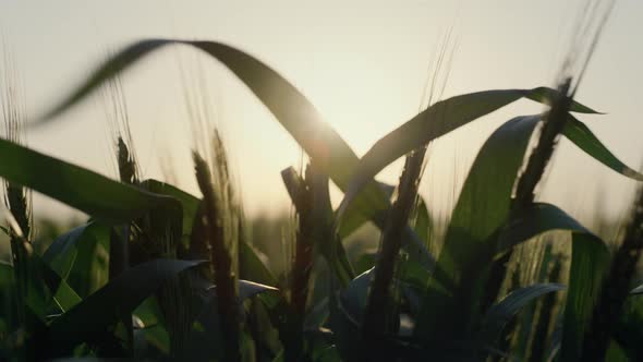 Closeup Farmer Hand Running Over Unripe Spikelets