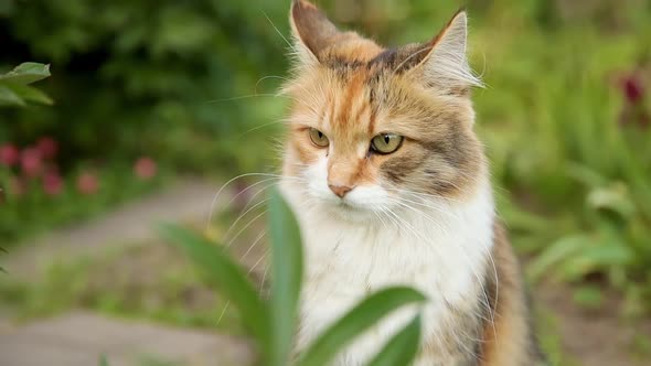 Arrogant Shorthaired Domestic Funny Tabby Cat Sneaks Through Fresh Green Grass Meadow Background