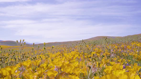 Yellow Poppy Field at Antelope Valley Poppy Reserve in Lancaster, California. Bugs Eye View