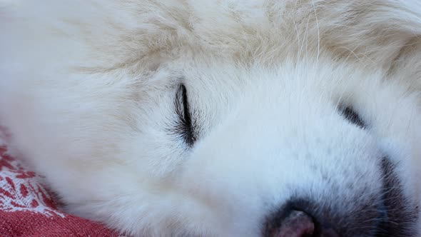 The white dog is sleeping. Eye of a sleeping Samoyed dog. Close-up.