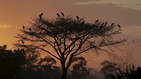 A silhouette golden African sunset with birds and acacia tree. Africa.