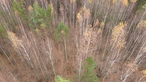 Forest with Trees in an Autumn Day