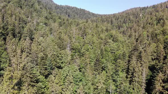 beautiful drone video of an an forest at the eibsee in bavaria