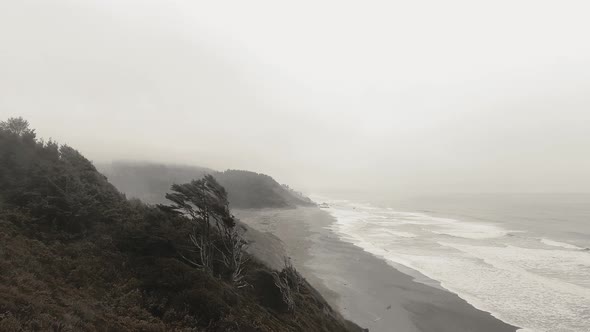 Tree on the mountain, fog, ocean waves near Sharp Point at Dry Lagoon State Park, California, USA