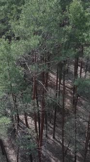 Vertical Video of Green Pine Forest By Day Aerial View