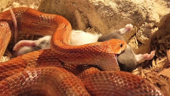 Corn Snake Swallowing Rat