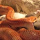 Corn Snake Swallowing Rat - VideoHive Item for Sale