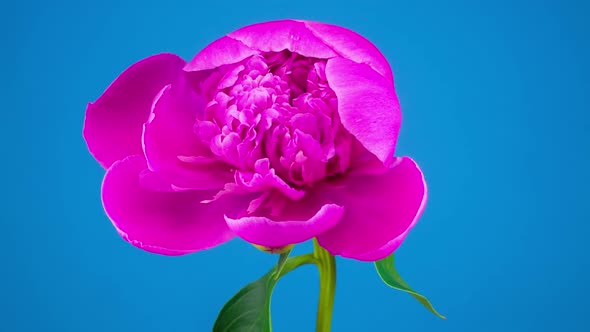 Pink Peony Flower Blooming