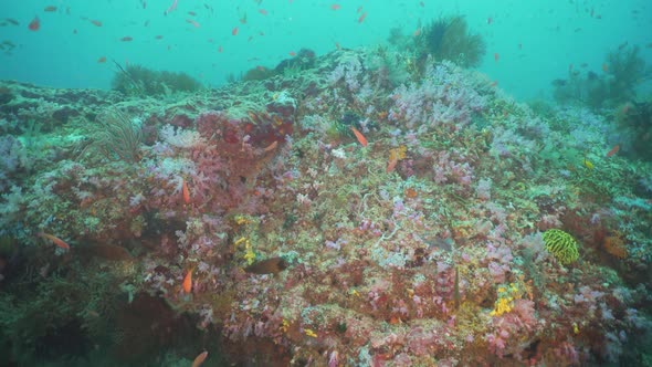 Coral Reef and Tropical Fish. Philippines, Mindoro