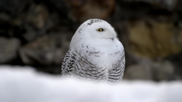 Snowy Owl Pan Reveal Closeup Standing in Snow Hunting in Morning