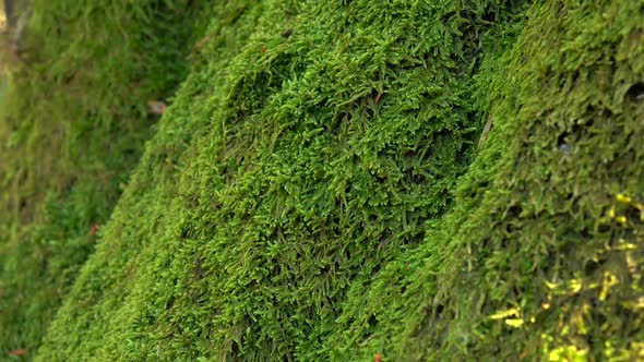 Trunk of Tree Overgrown with Perennial Green Moss. Close Ups