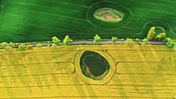 Top down view of wheat and rape fields in countryside.