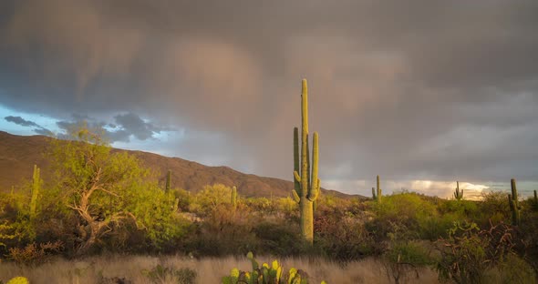 Dramatic Timelapse of lightning thunderstorm over Saguaro cactus in Arizona desert