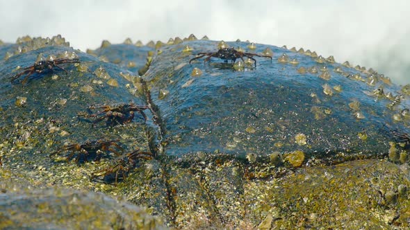 Crabs on the rock at the beach