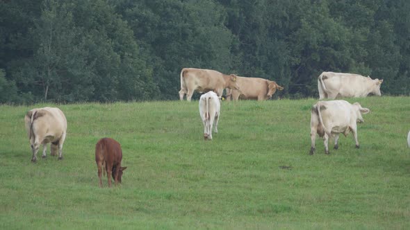 Herd of cows grazing on a green meadow