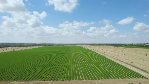 Straw and Green Fields At Sdot Negev Settlement's, Israel