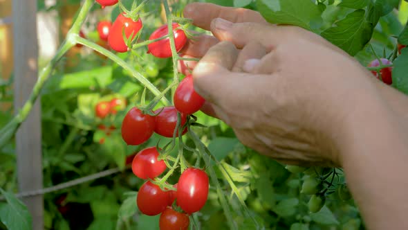 Hands Of Elderly Woman Collected From A Bush In A Greenhouse Red Cherry Tomatoes