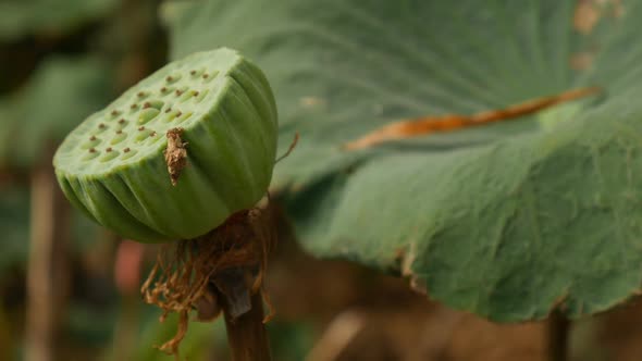 Bug and Lotus Flower_01