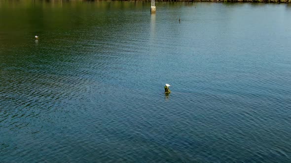 Laughing gull sitting on wooden pole in middle of lake, aerial orbit view