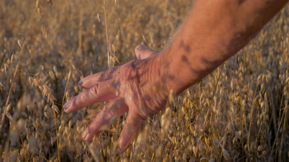 Farmer Walk On Field With Cereals At Sunset Touching Ears Of Wheat With His Hand