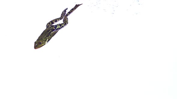 Edible Frog rana esculenta swimming, slow motion