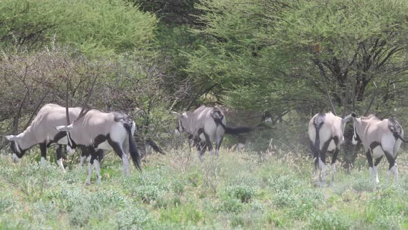 Close up from a herd of gemsbok 