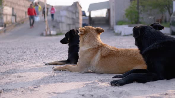 Group of Homeless Dogs Lie on the Street. Three Guard Dogs on Car Parking