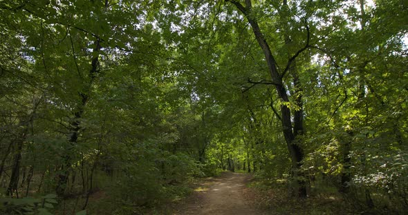 Walking in the Forest