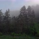 Forest in dense fog on a morning day - VideoHive Item for Sale
