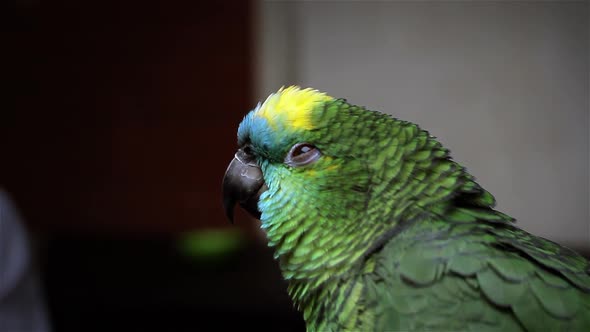 Blue-Fronted Amazon Parrot looking at Camera.