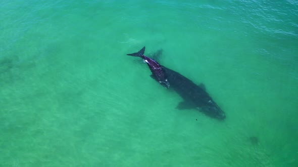 Southern Right whale and calf enjoying the coastal shallows of South Africa, aerial