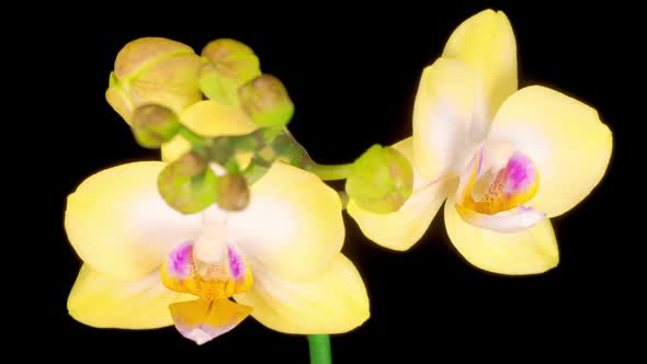 Blooming Yellow Orchid Phalaenopsis Flower