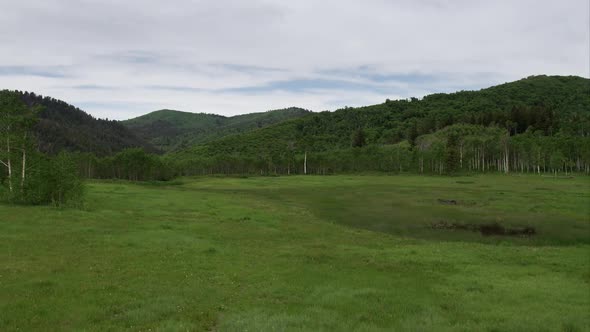 Flying through green meadow and over trees.