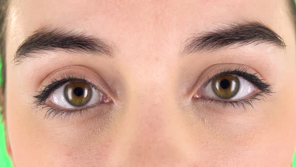 Close Up of Brown Beautiful Girl Eyes. Macro