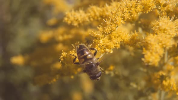 Bee Taking Off And Flying