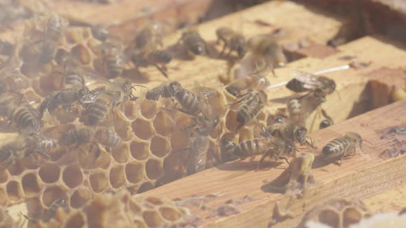BEEKEEPING - Smoking beehives to prevent aggression, slow motion close up