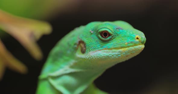 Lau Banded Iguana Brachylophus Fasciatus Is an Arboreal Species of Lizard