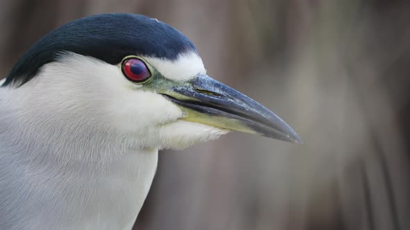 Black-crowned Night Heron with red eyes looking at camera,macro close up in 4K