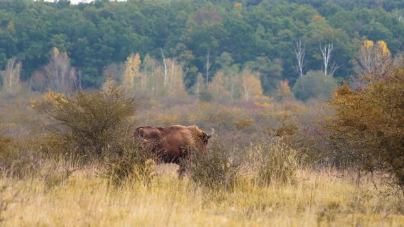 European bison bonasus walking across an autumn prairie,Czechia.