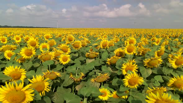 Beautiful Aerial View Above to the Sunflowers Field