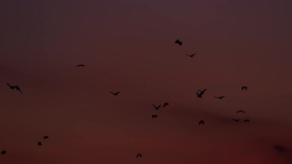Colony of Fruit Bats Flying Over the Sunset Sky