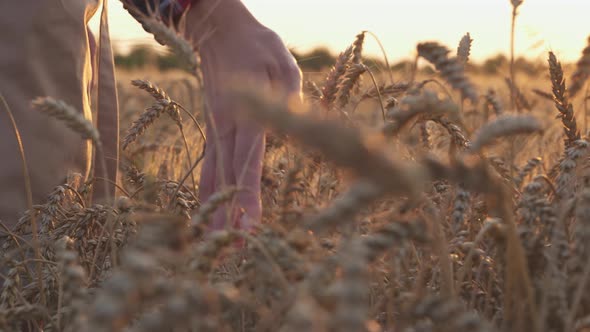 Wheat Field At Sunset. Woman Farmer In Countryside, Runs Hand Over Spikelets Wheat Organic Harvest