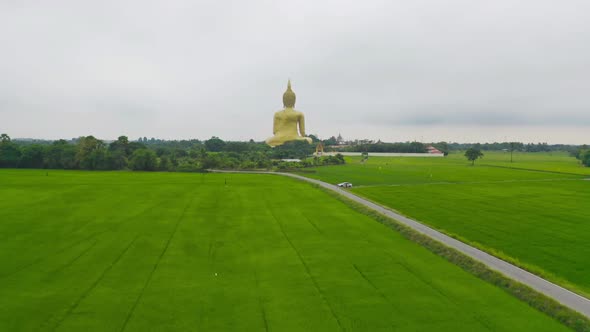 Aerial view of the Giant Golden Buddha in Wat Muang in Ang Thong district with paddy rice field