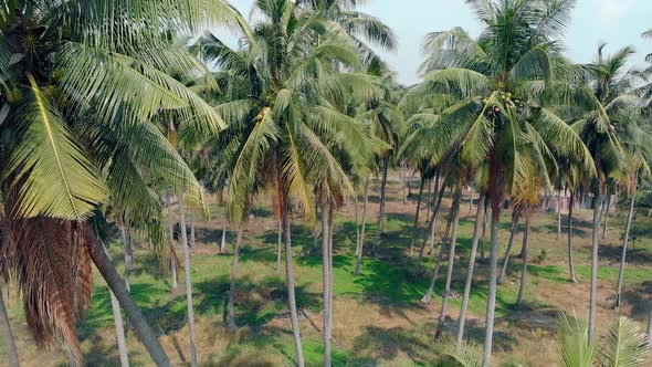 Large Palms Grow Among Pictorial Nature on Hot Day