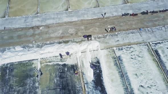 Workers Gather Salt with Shovels on Plantations